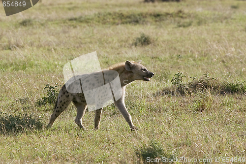 Image of Spotted hyena (Crocuta crocuta)