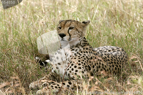 Image of Cheetah (Acinonyx jubatus)