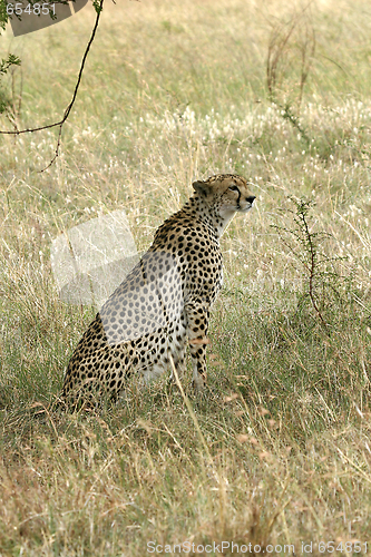 Image of Cheetah (Acinonyx jubatus)
