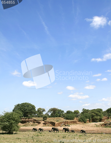 Image of Elephants (Loxodonta africana) in Serengeti National Park, Tanza