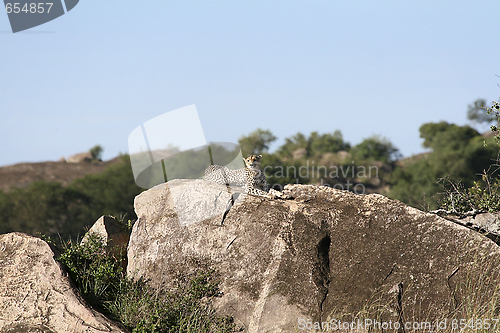 Image of Cheetah (Acinonyx jubatus)