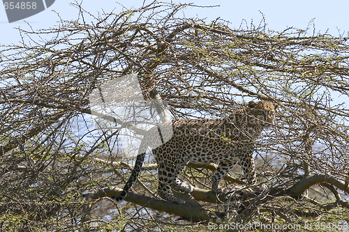 Image of Leopard (Panthera pardus)