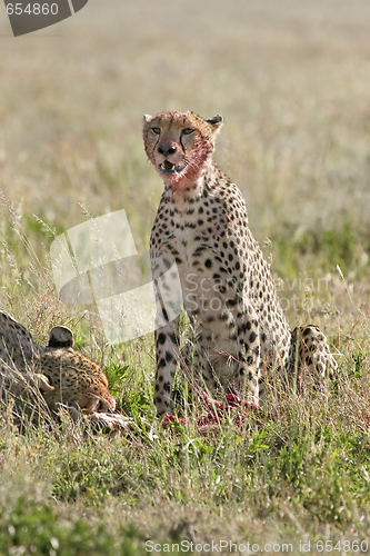 Image of Cheetah (Acinonyx jubatus)