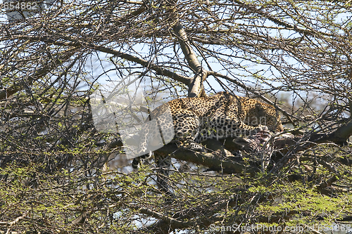 Image of Leopard (Panthera pardus)