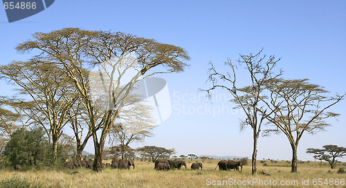 Image of Elephants (Loxodonta africana) in Serengeti National Park, Tanza