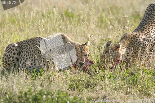 Image of Cheetah (Acinonyx jubatus)