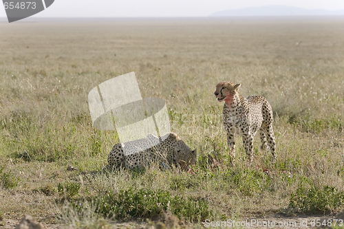Image of Cheetah (Acinonyx jubatus)