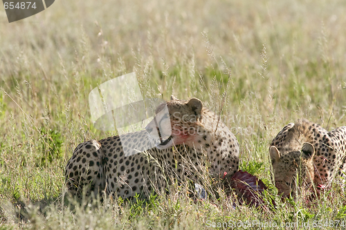 Image of Cheetah (Acinonyx jubatus)