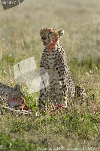 Image of Cheetah (Acinonyx jubatus)