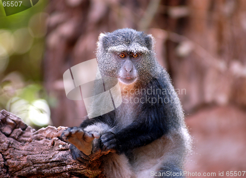 Image of Monkey