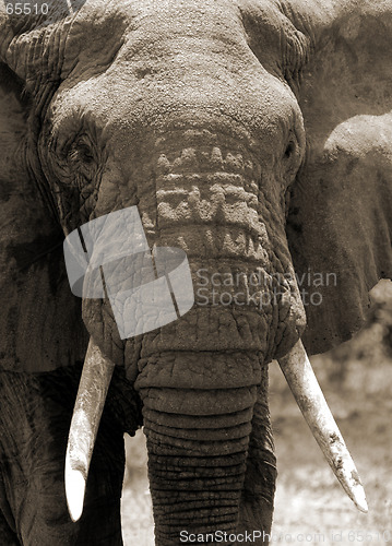 Image of Elephant