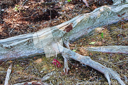 Image of Tree roots