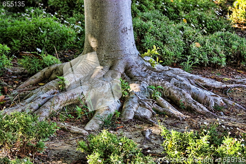 Image of Tree roots