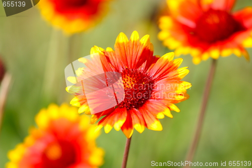 Image of Red flower