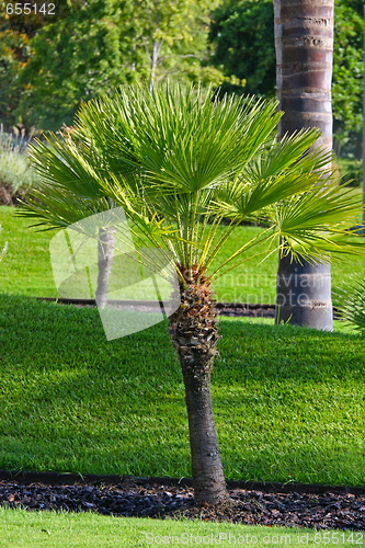 Image of  palm tree in the park