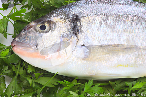 Image of Pacific fresh fish background