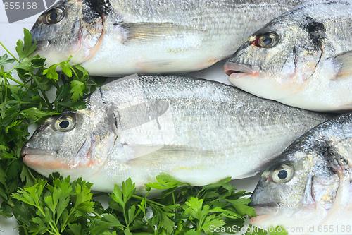 Image of Pacific fresh fish background
