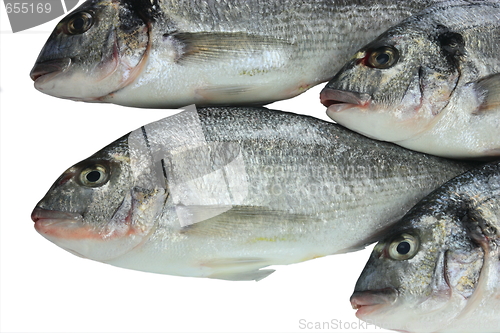 Image of Pacific fresh fish