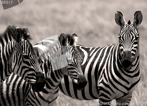 Image of Zebras