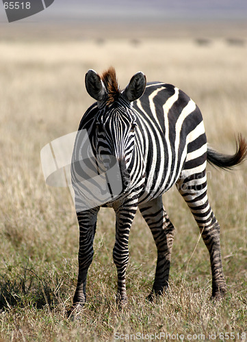 Image of Zebra