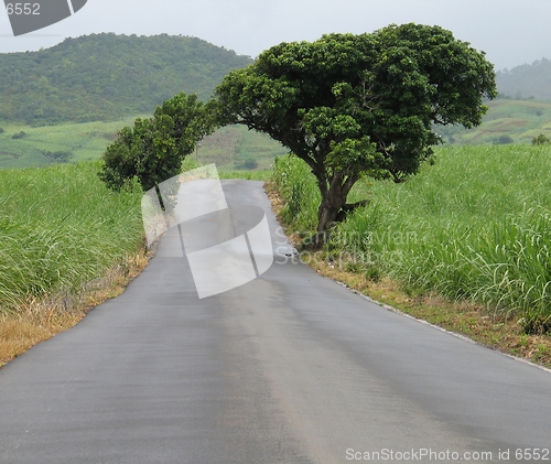 Image of Road through Natural arch of two mango trees