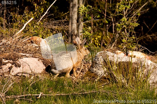 Image of Hare