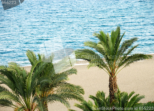 Image of Palms on beach