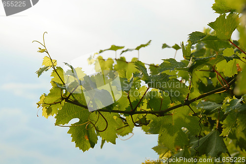 Image of Vine leaves