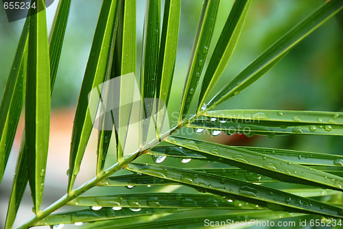 Image of Palm with water drops