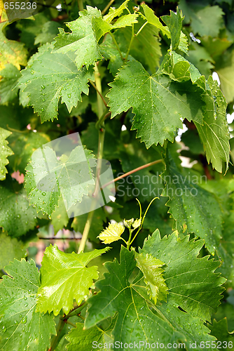 Image of Vine leaves