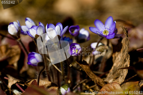 Image of Blue anemone