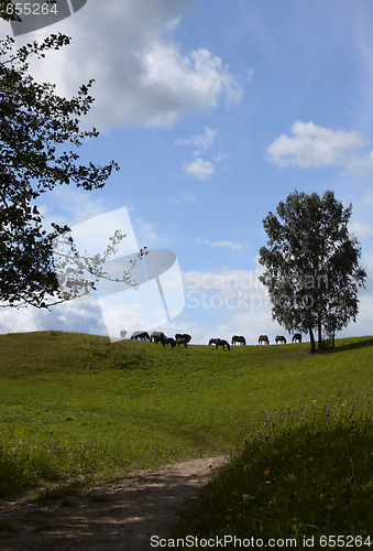 Image of Horse grazing