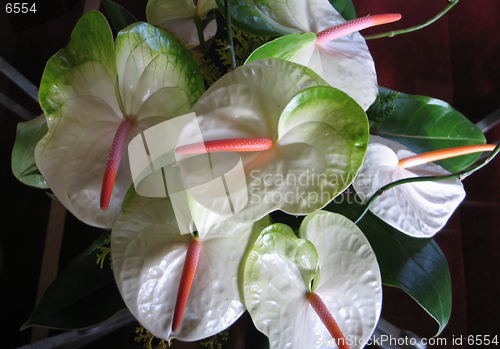 Image of Anthurium flower decoration