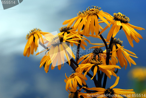 Image of Yellow flower