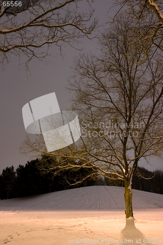 Image of Light Post behind the Tree, Winter Scene