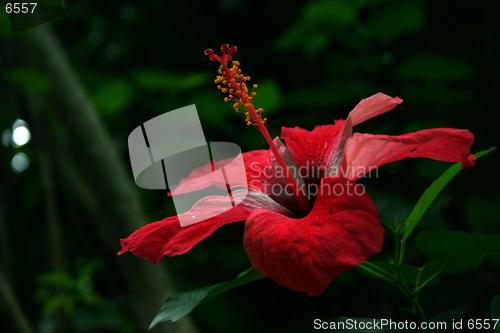 Image of Red Flower