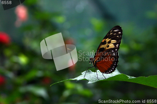 Image of Butterfly on Leaf
