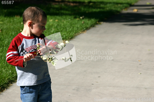 Image of Tearing off the Leaves