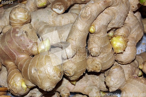 Image of Ginger 01