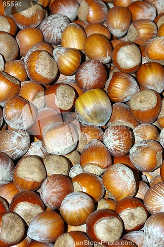 Image of Hazel Nuts 01