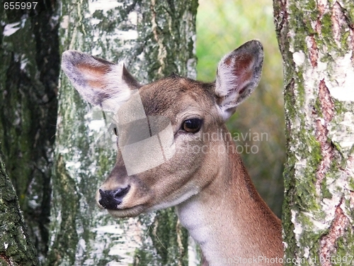 Image of Fallow deer