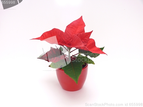 Image of Poinsettia