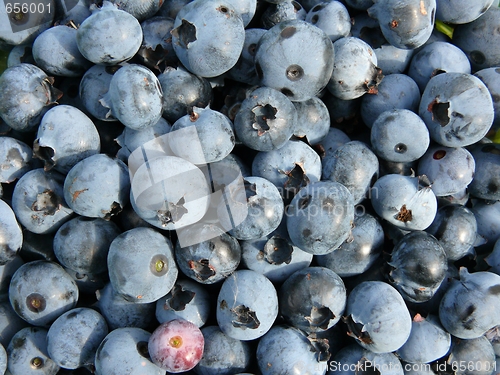 Image of Blueberry