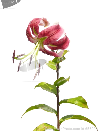 Image of Red lily