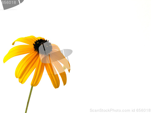 Image of flower