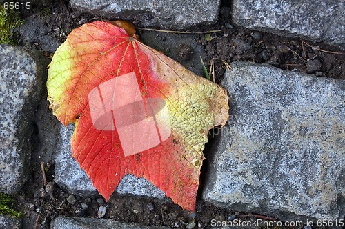 Image of Autumn Path 02