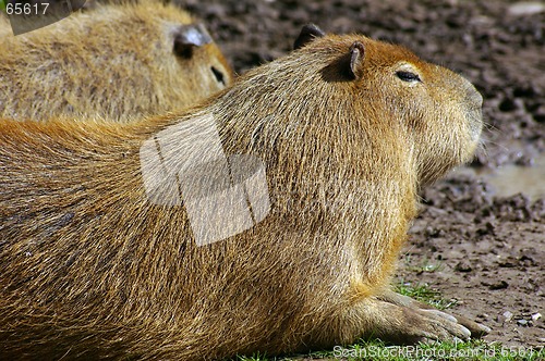 Image of Capybara 01