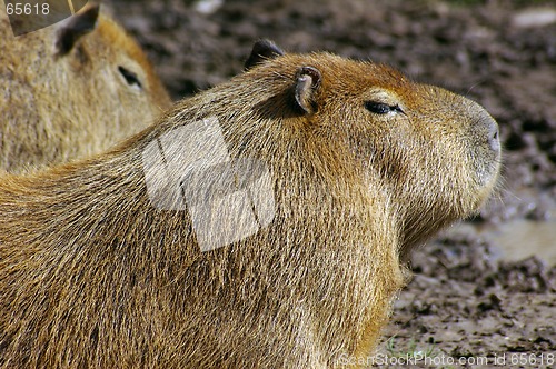 Image of Capybara (Hydrochoerus hydrochaeris) 02