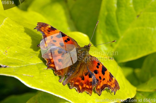 Image of Comma Butterfly 15