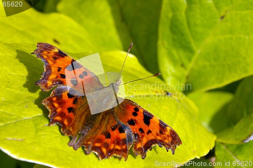 Image of Comma Butterfly 16